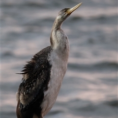 Anhinga novaehollandiae (Australasian Darter) at Greenway, ACT - 6 May 2024 by JadeVic