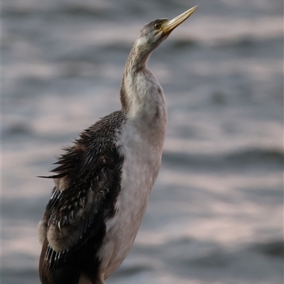 Anhinga novaehollandiae (Australasian Darter) at Greenway, ACT - 6 May 2024 by JadeVic