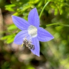 Amegilla (Notomegilla) chlorocyanea at Aranda, ACT - 2 Nov 2025 by KMcCue