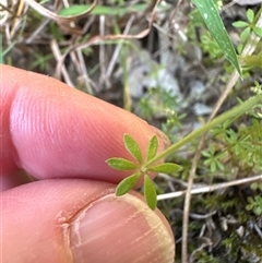 Galium liratum at Kangaroo Valley, NSW - 2 Nov 2025 by lbradley