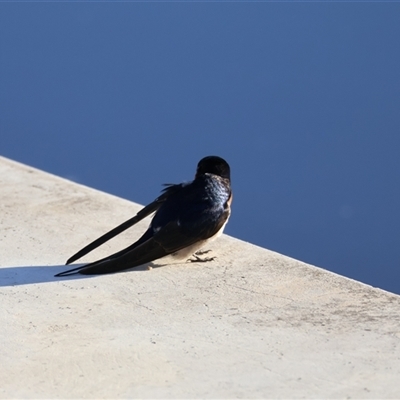 Hirundo neoxena (Welcome Swallow) at Greenway, ACT - 7 May 2024 by JadeVic