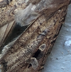Agrotis infusa (Bogong Moth, Common Cutworm) at Crowther, NSW - 2 Nov 2025 by Frecko