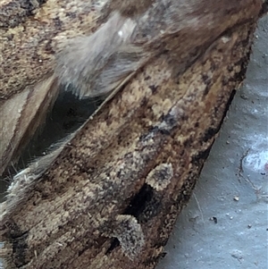 Agrotis infusa (Bogong Moth, Common Cutworm) at Crowther, NSW - 2 Nov 2025 by Frecko