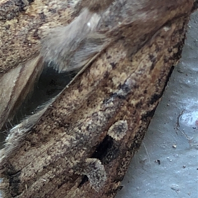 Agrotis infusa (Bogong Moth, Common Cutworm) at Crowther, NSW - 2 Nov 2025 by Frecko