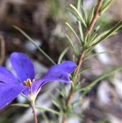 Cheiranthera linearis (Finger Flower) at Crowther, NSW - 2 Nov 2025 by Frecko