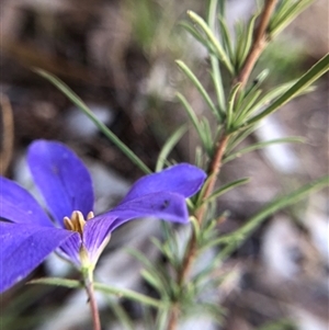 Cheiranthera linearis (Finger Flower) at Crowther, NSW - 2 Nov 2025 by Frecko