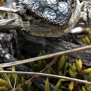 Pogona barbata (Eastern Bearded Dragon) at Crowther, NSW - 30 Oct 2025 by Frecko