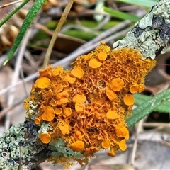Teloschistes sp. (genus) at Hawker, ACT - 1 Nov 2025 by sangio7