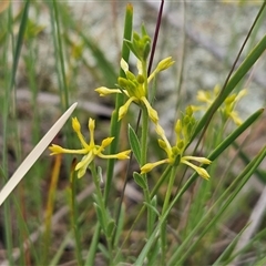 Pimelea curviflora var. sericea (Curved Riceflower) at Hawker, ACT - 1 Nov 2025 by sangio7