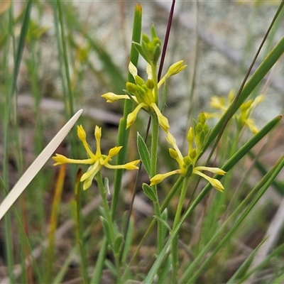 Pimelea curviflora var. sericea (Curved Riceflower) at Hawker, ACT - 1 Nov 2025 by sangio7