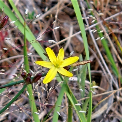 Tricoryne elatior (Yellow Rush Lily) at Hawker, ACT - 1 Nov 2025 by sangio7
