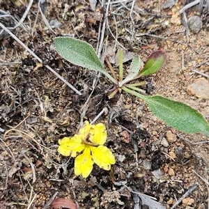 Goodenia hederacea subsp. hederacea (Ivy Goodenia, Forest Goodenia) at Hawker, ACT - 1 Nov 2025 by sangio7