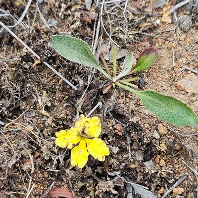 Goodenia hederacea subsp. hederacea (Ivy Goodenia, Forest Goodenia) at Hawker, ACT - 1 Nov 2025 by sangio7