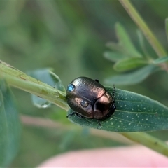 Chrysolina quadrigemina (Greater St Johns Wort beetle) at Franklin, ACT - 1 Nov 2025 by chriselidie