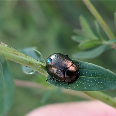 Chrysolina quadrigemina (Greater St Johns Wort beetle) at Franklin, ACT - 1 Nov 2025 by chriselidie