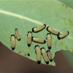 Paropsisterna cloelia (Eucalyptus variegated beetle) at Weetangera, ACT - 2 Nov 2025 by AlisonMilton
