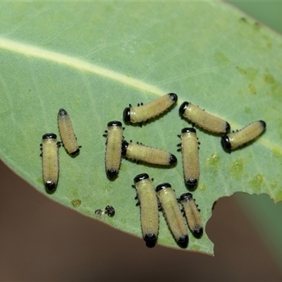 Paropsisterna cloelia (Eucalyptus variegated beetle) at Weetangera, ACT - 2 Nov 2025 by AlisonMilton
