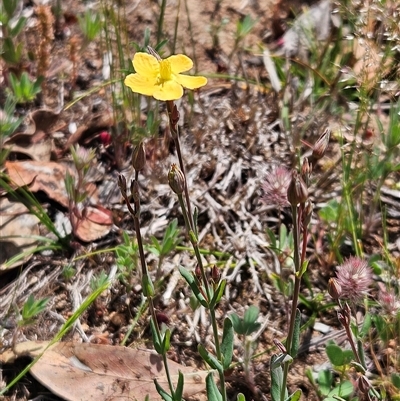 Hypericum gramineum (Small St Johns Wort) at Hawker, ACT - 1 Nov 2025 by sangio7