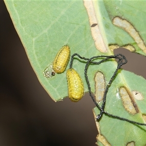 Gonipterus sp. (genus) (Eucalyptus Weevil) at Weetangera, ACT - Today by AlisonMilton
