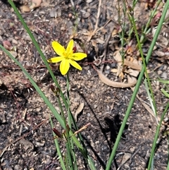 Tricoryne elatior (Yellow Rush Lily) at Hawker, ACT - 1 Nov 2025 by sangio7