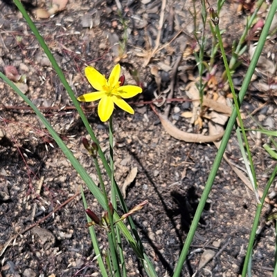 Tricoryne elatior (Yellow Rush Lily) at Hawker, ACT - 1 Nov 2025 by sangio7