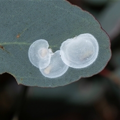 Hyalinaspis pallidinota at Bruce, ACT - 31 Oct 2025 by AlisonMilton