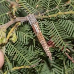 Lepidoscia arctiella (Tower Case Moth) at Bruce, ACT - 31 Oct 2025 by AlisonMilton