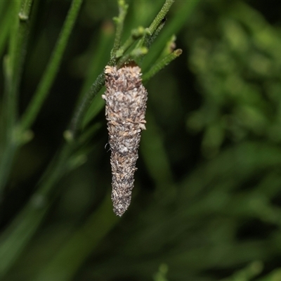 Conoeca or Lepidoscia (genera) IMMATURE (Unidentified Cone Case Moth larva, pupa, or case) at Bruce, ACT - 31 Oct 2025 by AlisonMilton