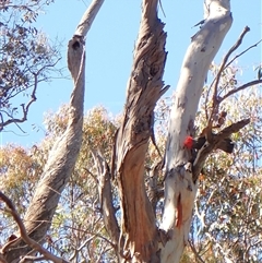 Callocephalon fimbriatum by CathB