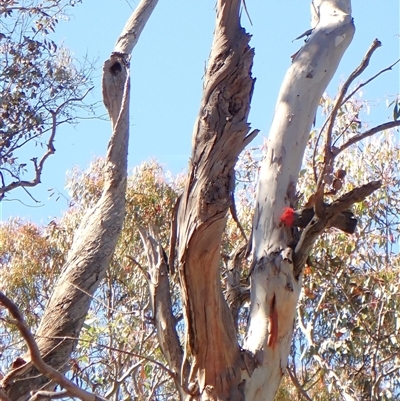 Callocephalon fimbriatum at  - suppressed by CathB