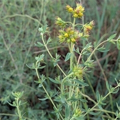 Hypericum perforatum (St John's Wort) at Franklin, ACT - 1 Nov 2025 by chriselidie
