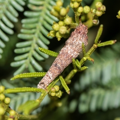 Conoeca or Lepidoscia (genera) IMMATURE (Unidentified Cone Case Moth larva, pupa, or case) at Bruce, ACT - 31 Oct 2025 by AlisonMilton