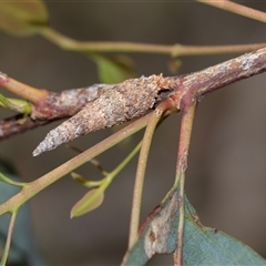 Conoeca or Lepidoscia (genera) IMMATURE (Unidentified Cone Case Moth larva, pupa, or case) at Bruce, ACT - 31 Oct 2025 by AlisonMilton