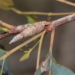 Conoeca or Lepidoscia (genera) IMMATURE at Bruce, ACT - 31 Oct 2025 by AlisonMilton