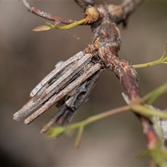 Psychidae (family) IMMATURE (Unidentified case moth or bagworm) at Bruce, ACT - 31 Oct 2025 by AlisonMilton