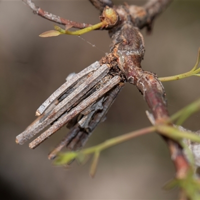 Psychidae (family) IMMATURE (Unidentified case moth or bagworm) at Bruce, ACT - 31 Oct 2025 by AlisonMilton