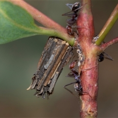 Clania lewinii & similar Casemoths (Parallel stick Case Moths) at Bruce, ACT - 31 Oct 2025 by AlisonMilton
