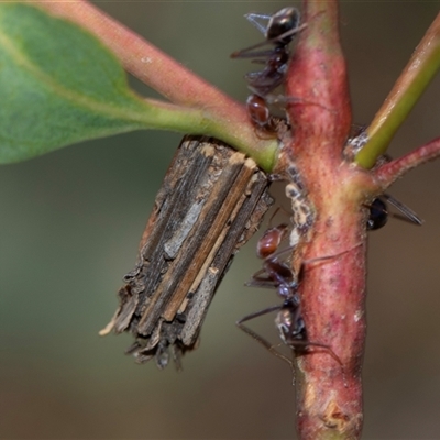 Clania lewinii & similar Casemoths (Parallel stick Case Moths) at Bruce, ACT - 31 Oct 2025 by AlisonMilton