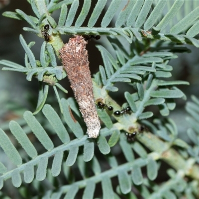 Conoeca or Lepidoscia (genera) IMMATURE (Unidentified Cone Case Moth larva, pupa, or case) at Bruce, ACT - 31 Oct 2025 by AlisonMilton