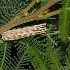 Psychanisa (genus) (A case moth) at Bruce, ACT - 31 Oct 2025 by AlisonMilton