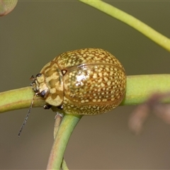 Paropsisterna cloelia (Eucalyptus variegated beetle) at Bruce, ACT - 31 Oct 2025 by AlisonMilton
