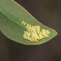 Paropsisterna cloelia (Eucalyptus variegated beetle) at Bruce, ACT - 31 Oct 2025 by AlisonMilton