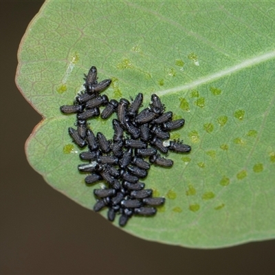 Paropsisterna cloelia (Eucalyptus variegated beetle) at Bruce, ACT - 31 Oct 2025 by AlisonMilton