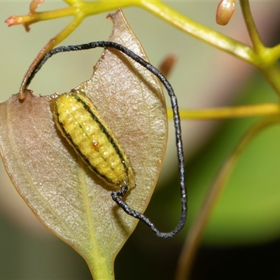 Gonipterini sp. (tribe) (A weevil) at Weetangera, ACT - 2 Nov 2025 by AlisonMilton