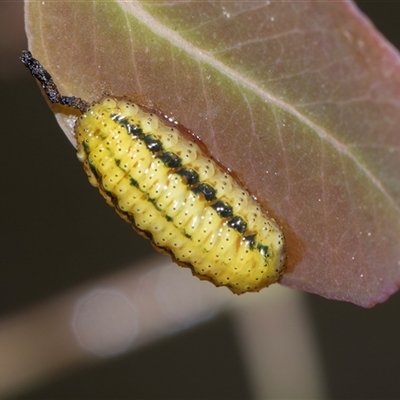 Gonipterini sp. (tribe) (A weevil) at Bruce, ACT - 31 Oct 2025 by AlisonMilton