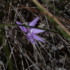 Glossodia major (Wax Lip Orchid) at Bruce, ACT - 10 Oct 2025 by AlisonMilton