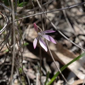 Caladenia fuscata (Dusky Fingers) at Bruce, ACT - 10 Oct 2025 by AlisonMilton