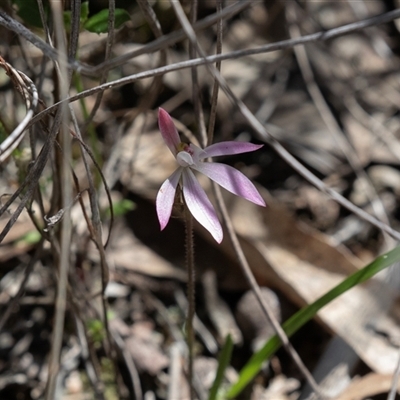 Caladenia fuscata (Dusky Fingers) at Bruce, ACT - 10 Oct 2025 by AlisonMilton