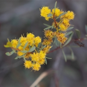 Acacia buxifolia subsp. buxifolia (Box-leaf Wattle) at Bruce, ACT - 10 Oct 2025 by AlisonMilton