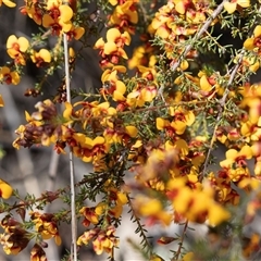 Dillwynia phylicoides (A Parrot-pea) at Bruce, ACT - 10 Oct 2025 by AlisonMilton